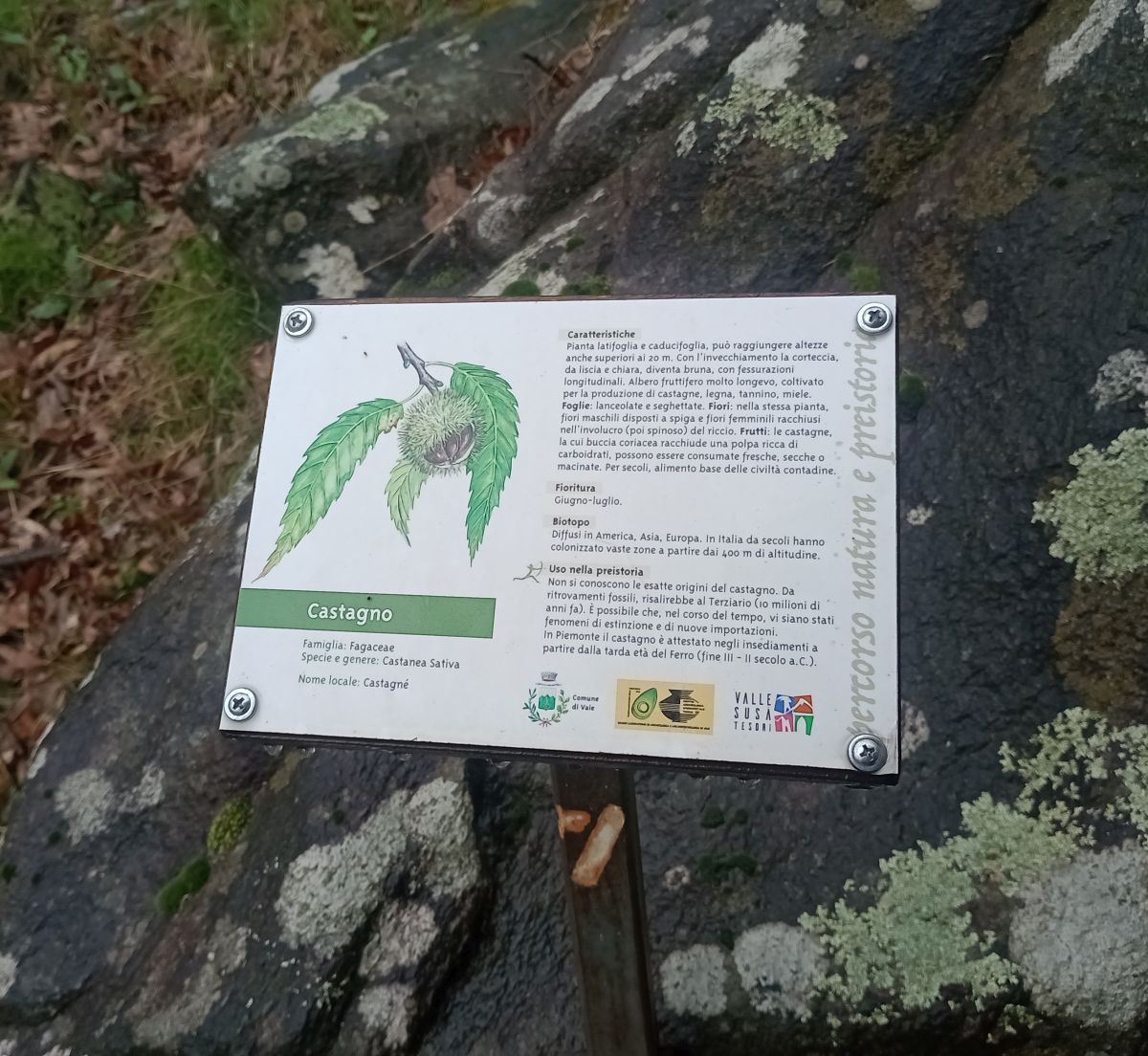 Percorso naturalistico con cartellino sul castagno
